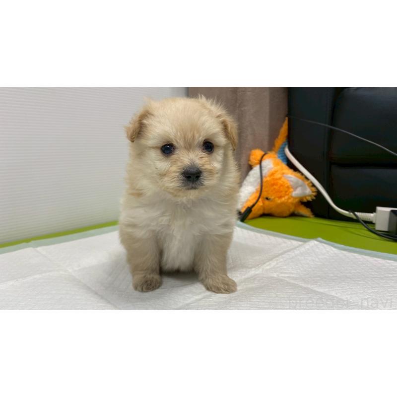 販売中の兵庫県のポメプー:ポメラニアン×トイプードル-409764の3枚目